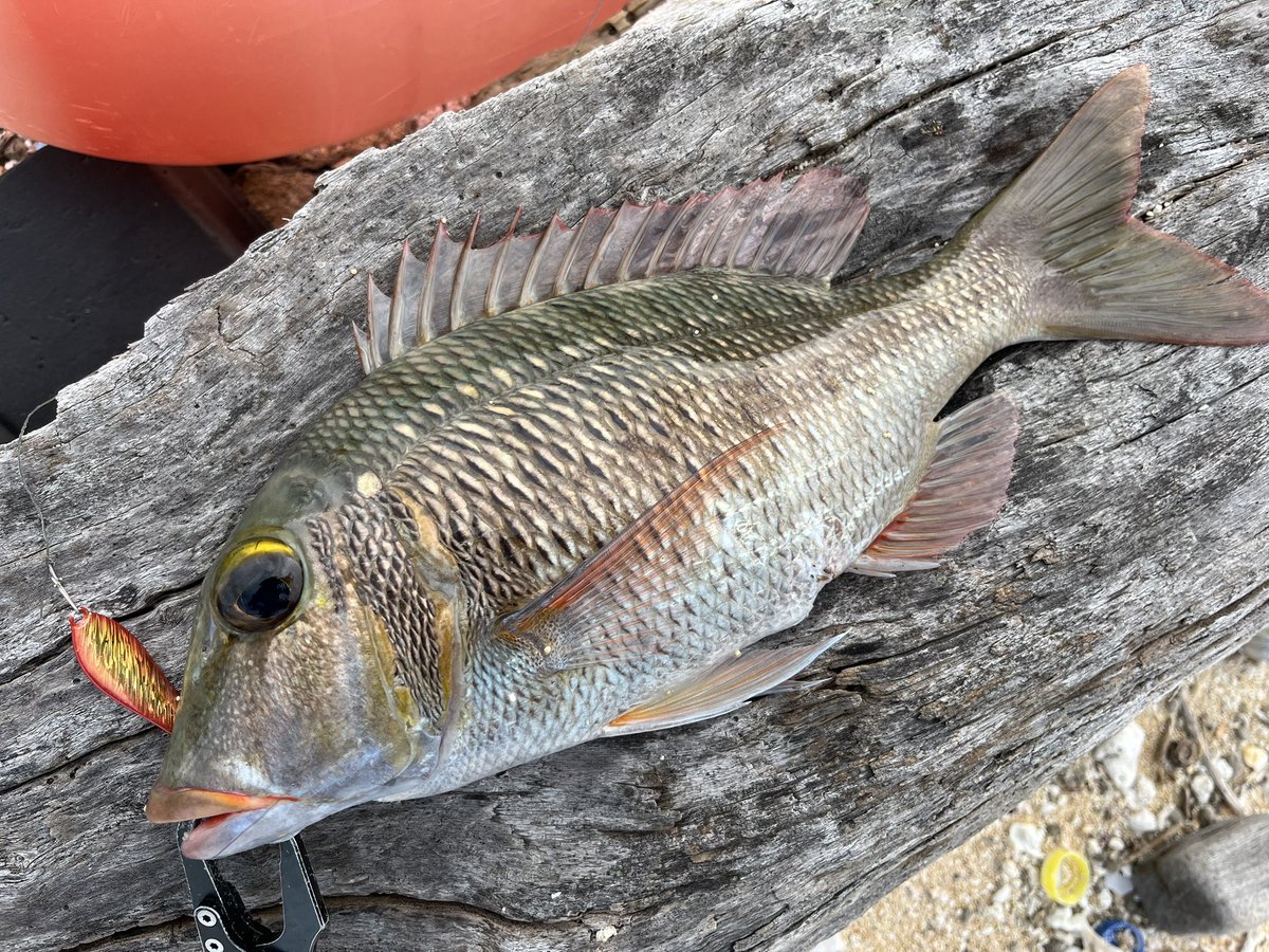 FISHING_TOSHI's tweet photo. シャローリーフで良型クチナジ！

ナッゾに限らず、根をメタルジグで探る時はフロントを外してテールにシングル1本が好みです。
フォールバイトを拾える、ヘッドが根に接触しても根掛かりしにくい、フックサイズや強度を選択可（針を伸ばせる）ためです

#与那国島
#ナッゾジグ
#インクスレーベル https://t.co/ahY56BU5Ws
