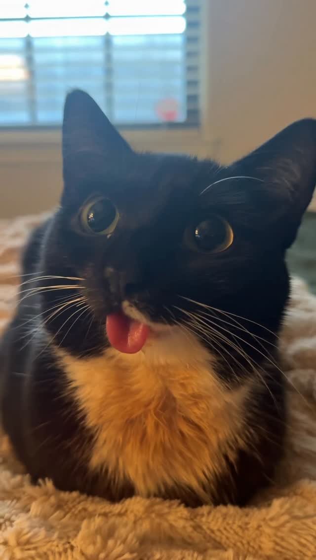 Cats with tongue out tweet media