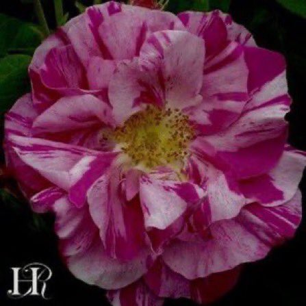 Vita Sackville-West tweet media