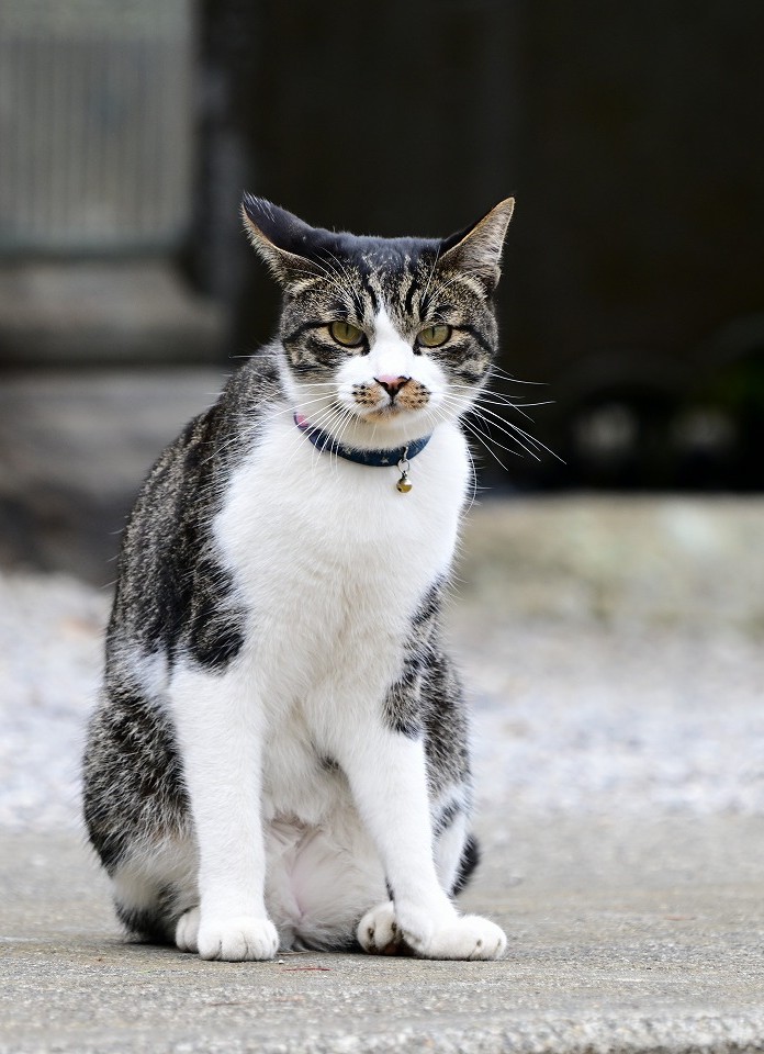 NikonZ8 180-600mm 22日だからにゃんにゃんてことで。神社のてんちゃん