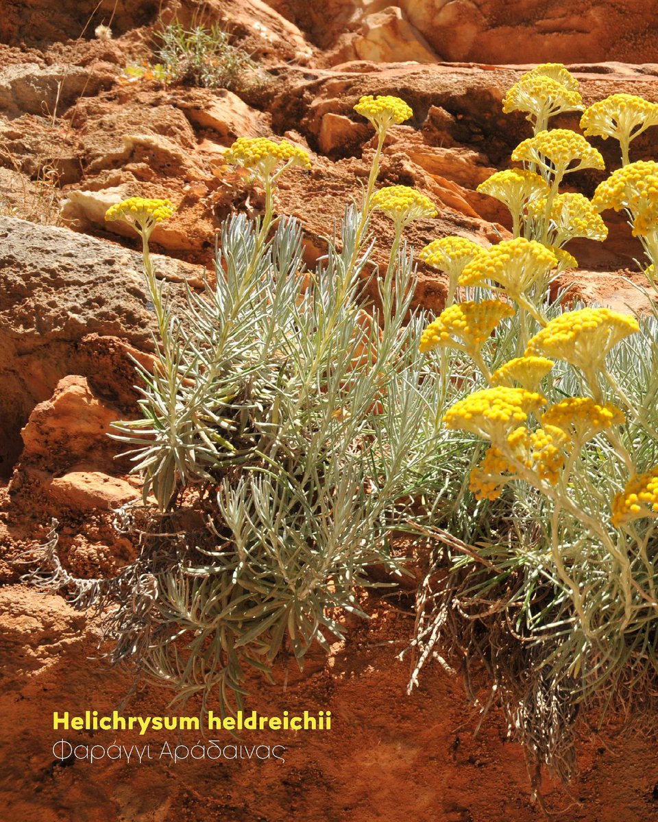 Natural History Museum of Crete tweet media