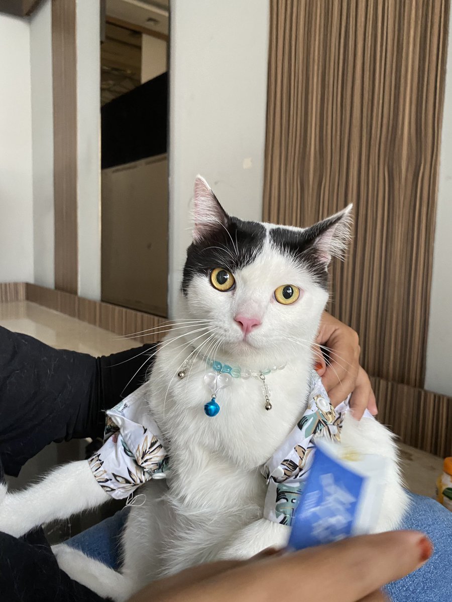 𝙋𝙤𝙣𝙞 😾 tweet media