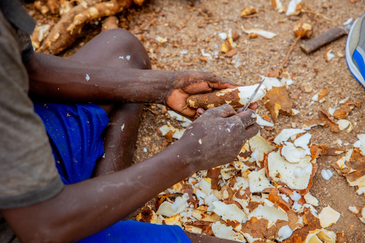 IITARWANDA's tweet photo. From waste to wealth

A story of cassava peels transformed into animal feed known as High Quality Cassava Peels #HQCP, substituting maize-based feed ingredients which are costly and scarce on the market.

IITA capacitated entrepreneurs like @KabizuGroupLtd to produce it. https://t.co/pmRqoxCRLz