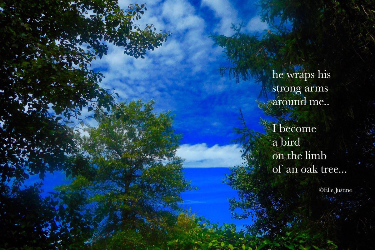 only1elle's tweet photo. he wraps his
strong arms
around me..

I become
a bird
on the limb
of an oak tree… https://t.co/3B6nuR88jm