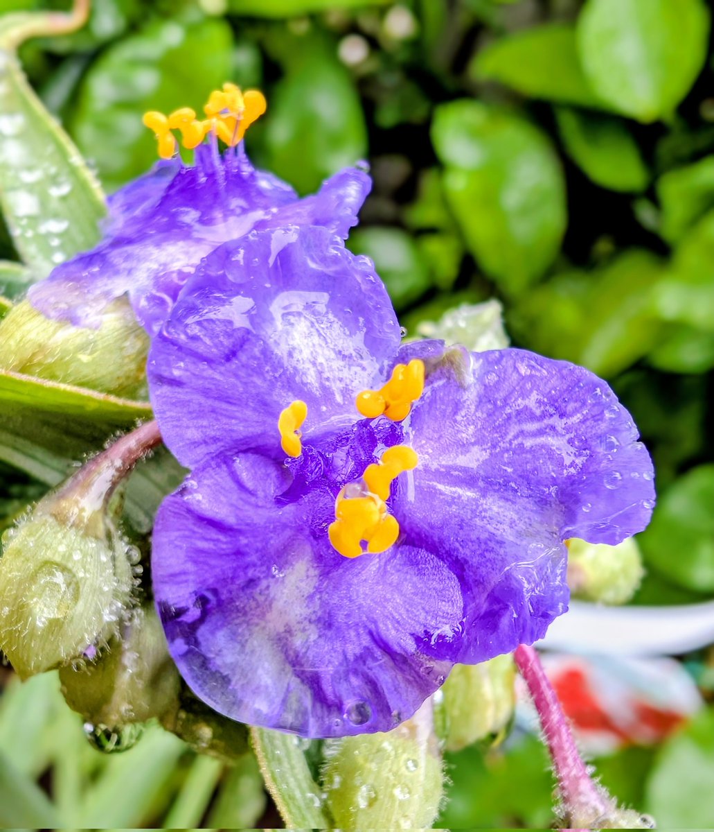 BirdValleyKT's tweet photo. 小降りになったので🚶
#ムラサキツユクサ
#カンパニュラアルペンブルー
雨の日に映える小花たち https://t.co/0Dv27PZvRK
