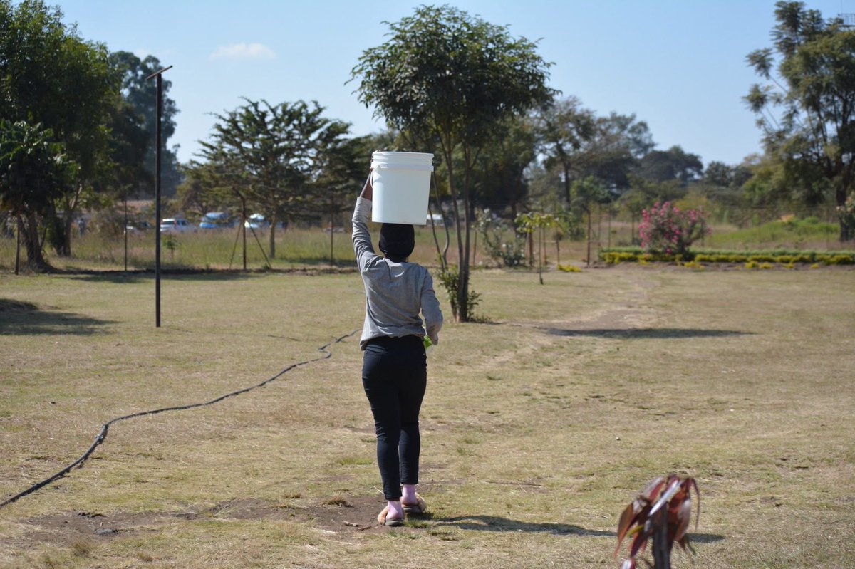 SilveiraHouse64's tweet photo. 2/4
Handed over to the City of Harare for ongoing maintenance, the park has evolved far beyond basic restoration. Today, it stands as a powerful model for urban resilience, environmental justice, and community-led innovation. https://t.co/OSmxsJBiMY