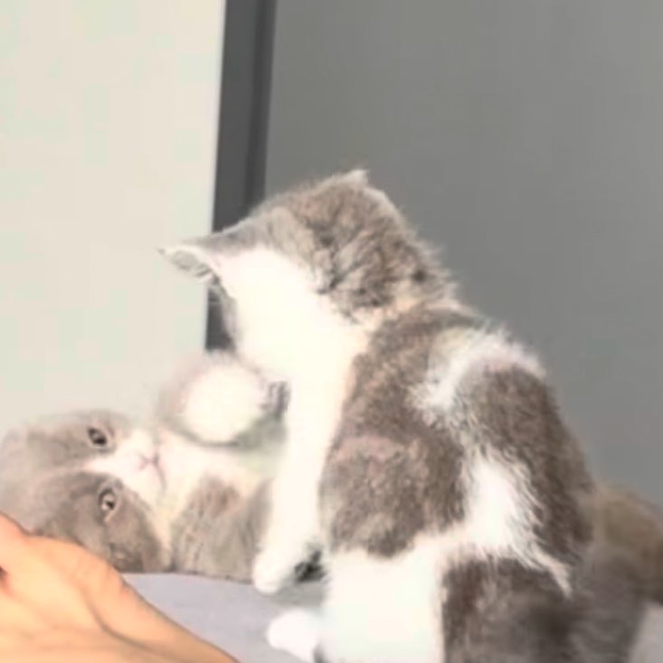 จุ๊บบุ ʕ·ᴥ·ʔ tweet media