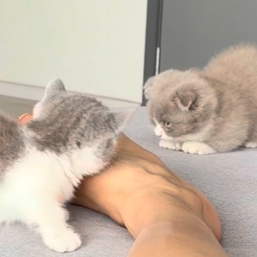 จุ๊บบุ ʕ·ᴥ·ʔ tweet media