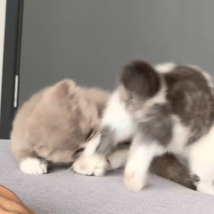 จุ๊บบุ ʕ·ᴥ·ʔ tweet media