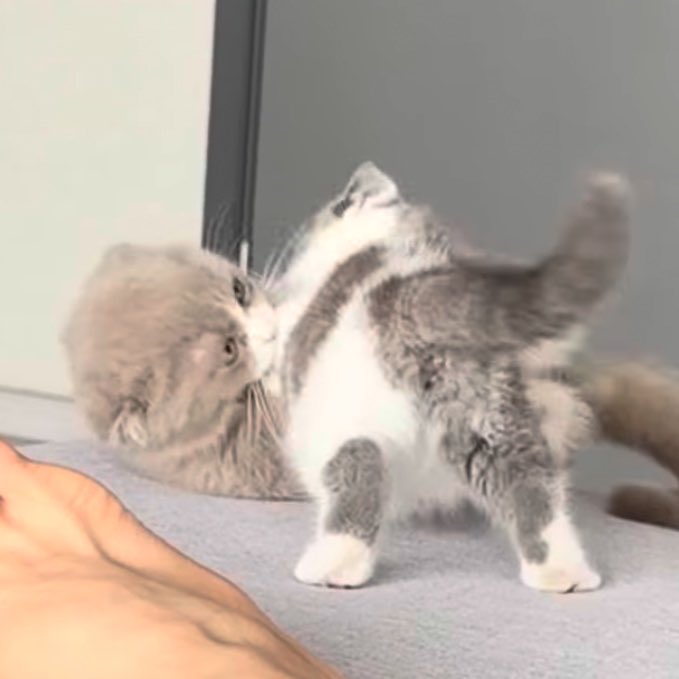 จุ๊บบุ ʕ·ᴥ·ʔ tweet media
