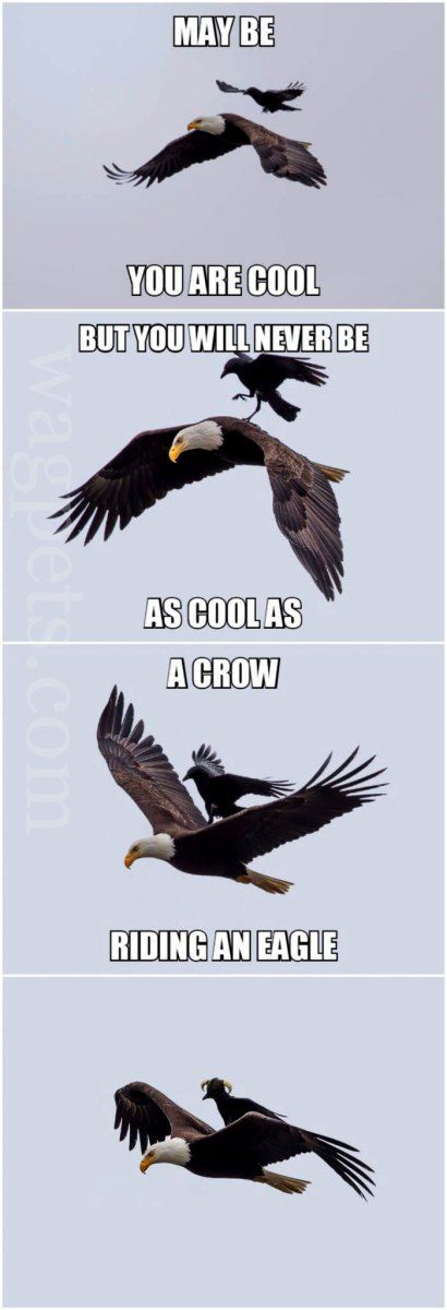 Raven tweet media