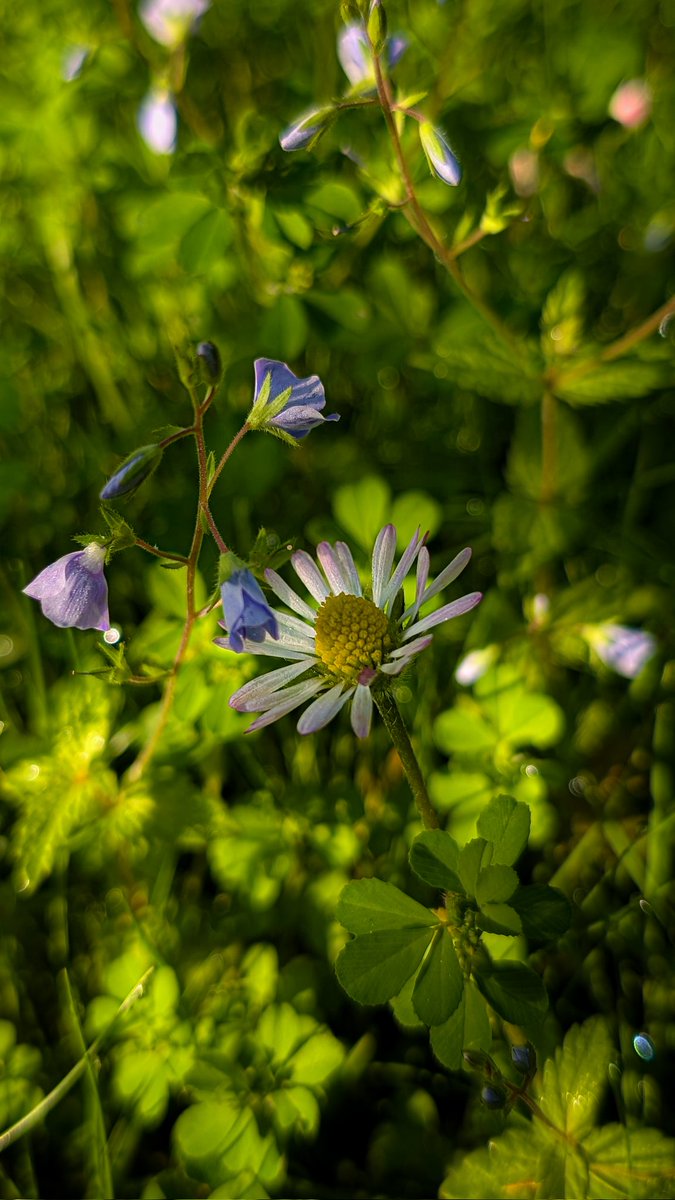 ♡花♡ページ flower