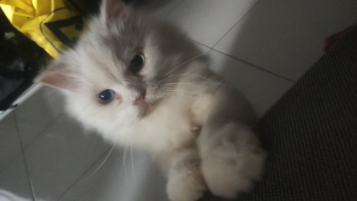 mirél ᯓ★ tweet media