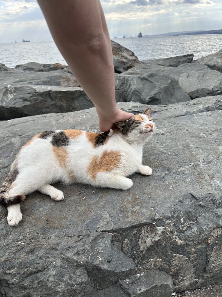 angelmonblanc's tweet photo. Florya kedisi sevgi istiyor 🐈 https://t.co/odFZszlx4v