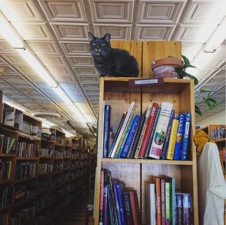 Cats on the bookshelf tweet media
