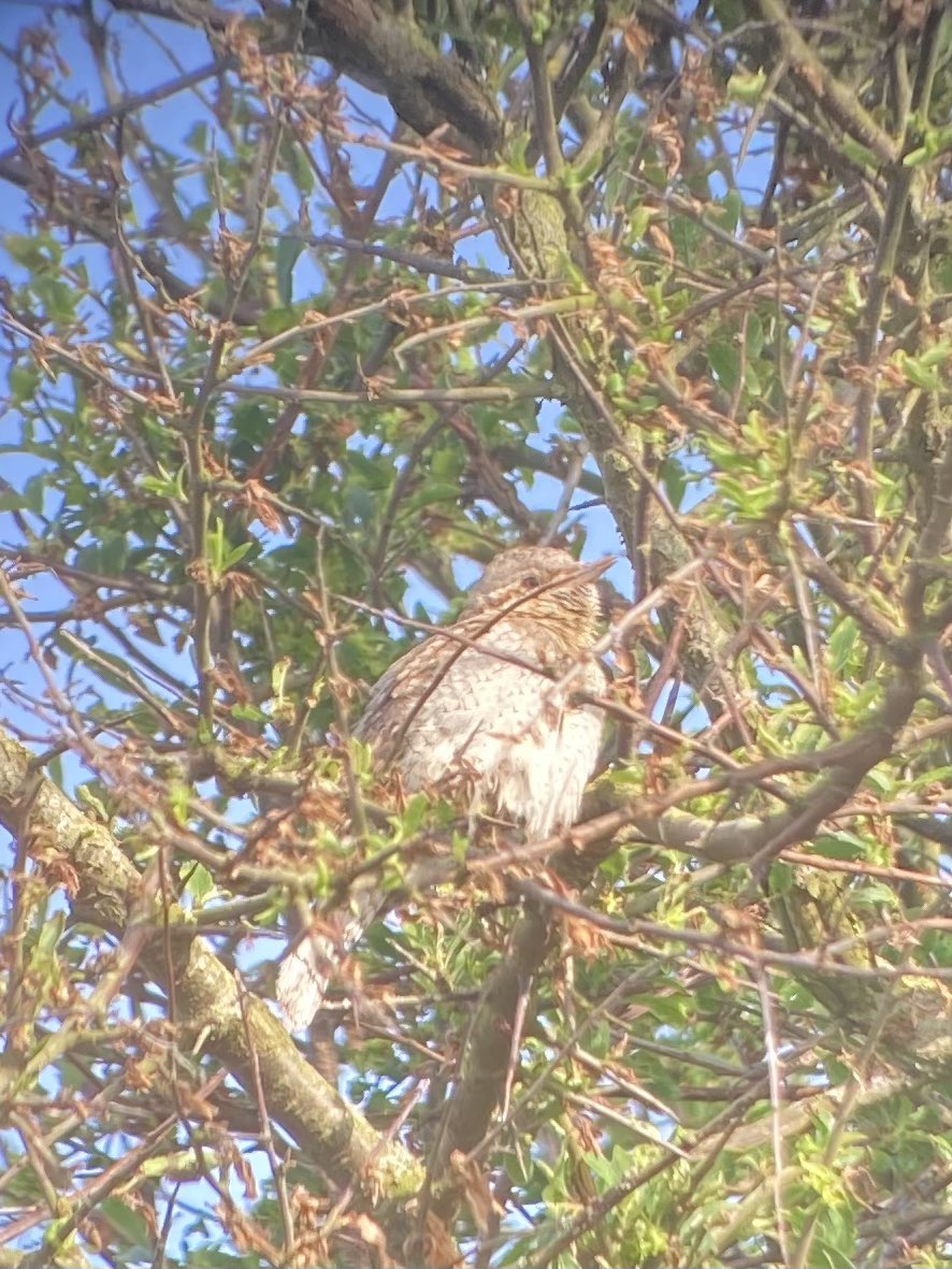 markrabailey's tweet photo. What a start to the day-an excited phone call from @rob_murphy66 saying he had just found a Wryneck at Labrador Bay south of Shaldon, near the car park and it was still showing when I arrived - what a bird - the first one I’ve seen in the month of May- still showing c9am at least https://t.co/iNdstHAYpQ