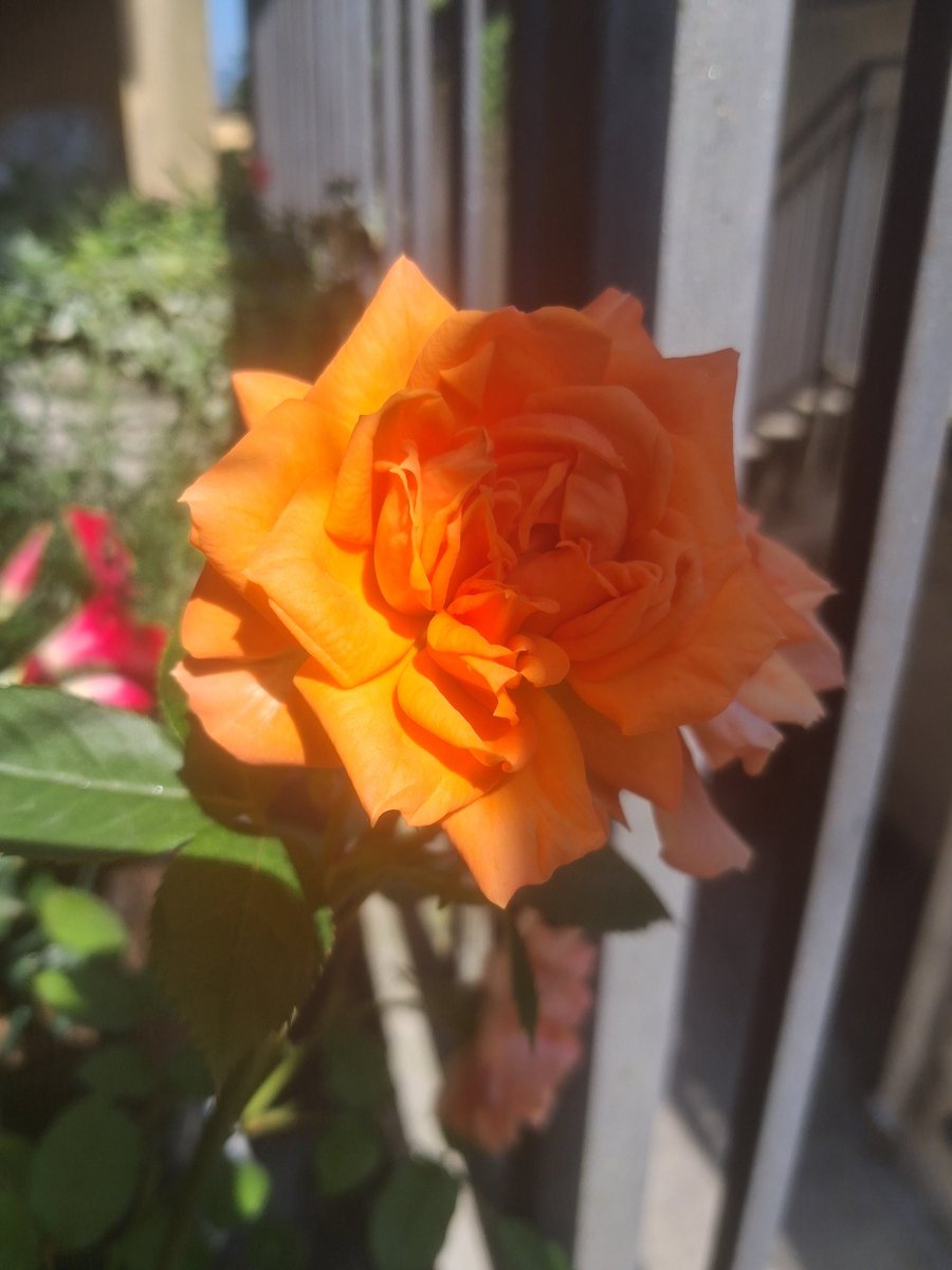 Myblogs10's tweet photo. @sachi123191 Have a nice day dear 🧡 https://t.co/AJ61Jr0dCT
