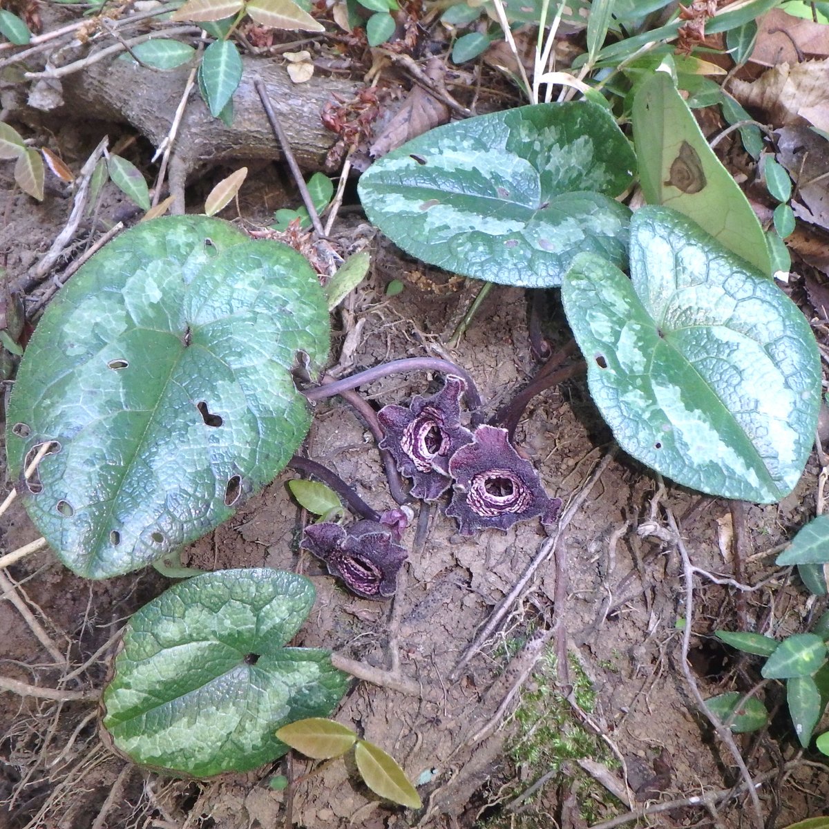 タマノカンアオイ 東京都南多摩地域 環境省：絶滅危惧Ⅱ類 西多摩