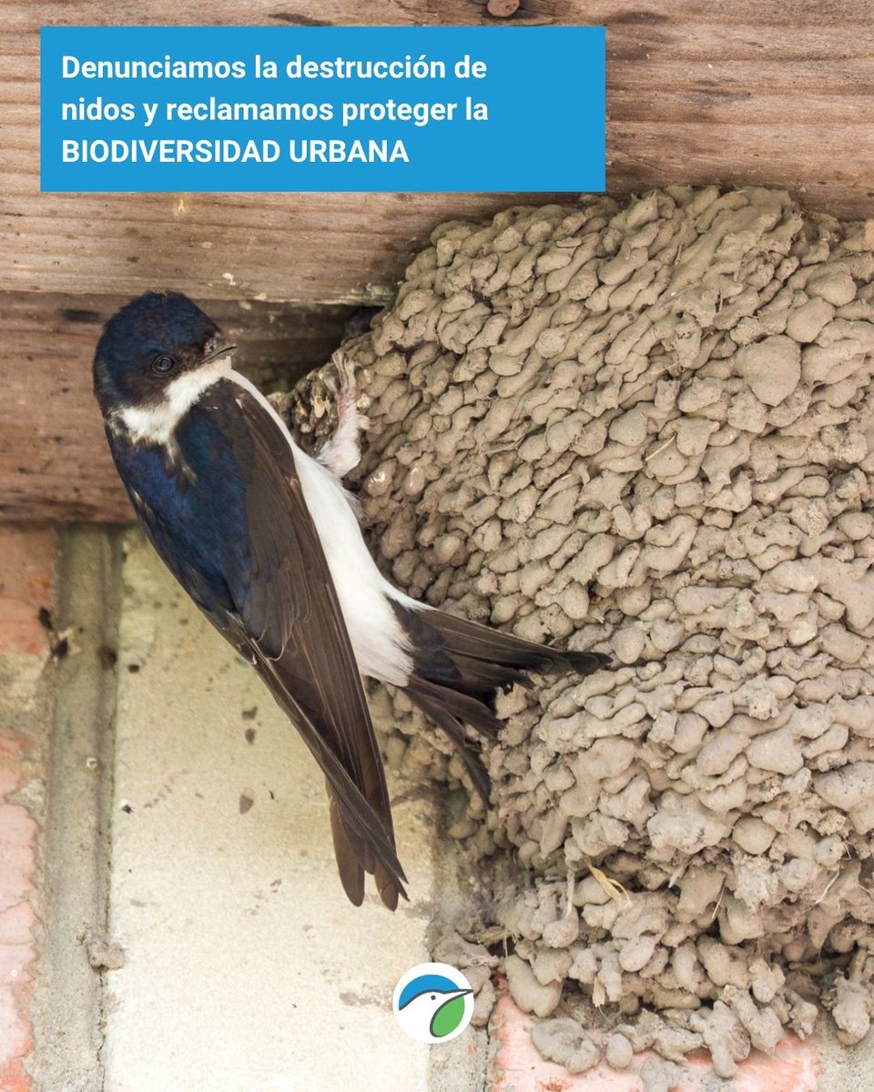 SEO_BirdLife's tweet photo. Hoy, en #DíadelaBiodiversidad  recordamos que las ciudades son #naturaleza.
Gorriones, vencejos y golondrinas necesitan espacios urbanos más verdes y habitables.
Denunciamos la destrucción de nidos y pedimos más protección para la #biodiversidadurbana.
👉 https://t.co/marcxS8Vyn https://t.co/SM9eUqTRbZ