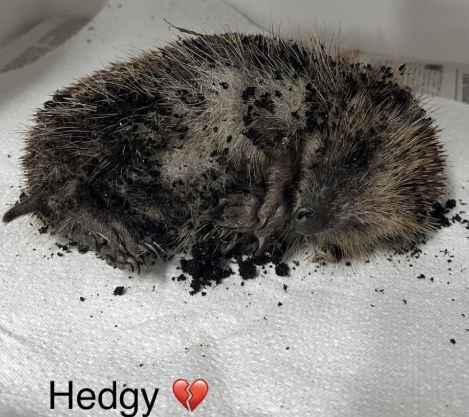 MattCas04807118's tweet photo. 🥲

FINAL UPDATE ABOUT HEDGY xXx

Hi everyone,

I want to take a moment to address the recent incident involving Hedgy the hedgehog that was brought into our care and sadly later died.

First of all, this has been incredibly upsetting for everyone involved. Anyone who works in animal rescue does so because they deeply care about protecting vulnerable wildlife, and seeing any animal suffer is heartbreaking. This situation has taken a significant emotional toll on everyone involved. Time and resources that would normally be spent saving and rehabilitating vulnerable hedgehogs have instead been diverted into dealing with this incident and the reaction surrounding it. All admin, assessments, treatments, etc falls on my shoulders alone, and the weight is crushing right now. 

A number of individuals have been identified and are actively cooperating with the police. The matter has been reported properly, and we now need to allow the police, parents, and relevant authorities to establish the facts calmly and appropriately. Please refrain from naming individuals, sharing rumours, or encouraging harassment. 

While emotions are understandably high, we must not respond with hatred, threats, or online abuse — especially when children are involved.  Whatever the circumstances may ultimately prove to be, intimidation, public shaming, and hateful comments do not help animals, do not help the investigation, and do not help our community. No child is shaped into a better person through fear or public humiliation, but through guidance, accountability, compassion, and love. For this reason, I will be turning off all comments across the posts about Hedge effective immediately. 

We must allow the appropriate people to deal with it properly, and as a community, begin to move forward constructively and compassionately. If there is one positive thing that can come from this tragic situation, I hope it is a wider conversation about teaching children empathy, respect for wildlife, and the importance of kindness toward all living creatures.

Thank you to everyone who has supported the rescue respectfully and compassionately. Your concern for wildlif means a great deal.

Please, let’s move forward with calmness, dignity, and humanity. 
💜🦔💜

With kindest regards, 

Kelly