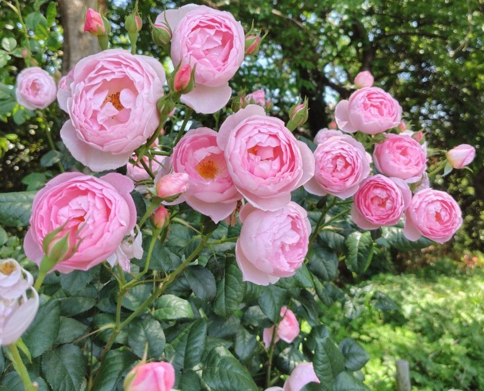 Music_with6's tweet photo. ピンクの薔薇かわいらしいです☺️
#TLをお花でいっぱいにしよう https://t.co/keASMRHu4o