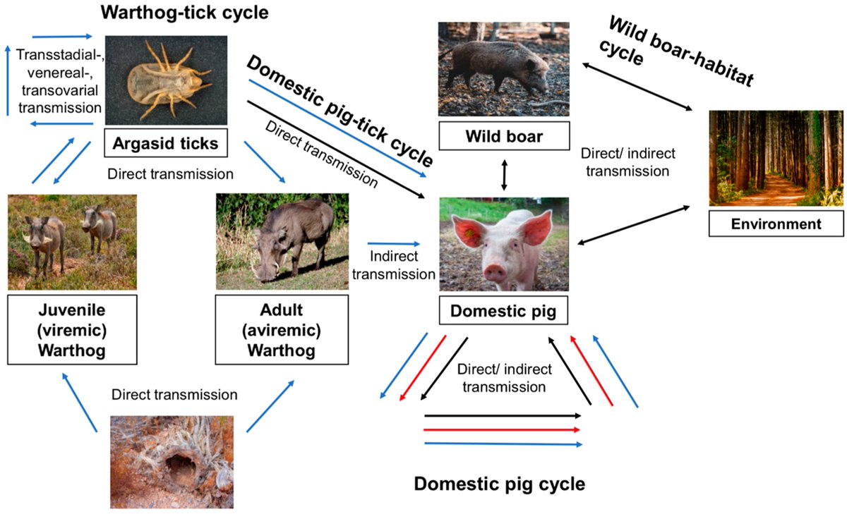 Animals tweet media
