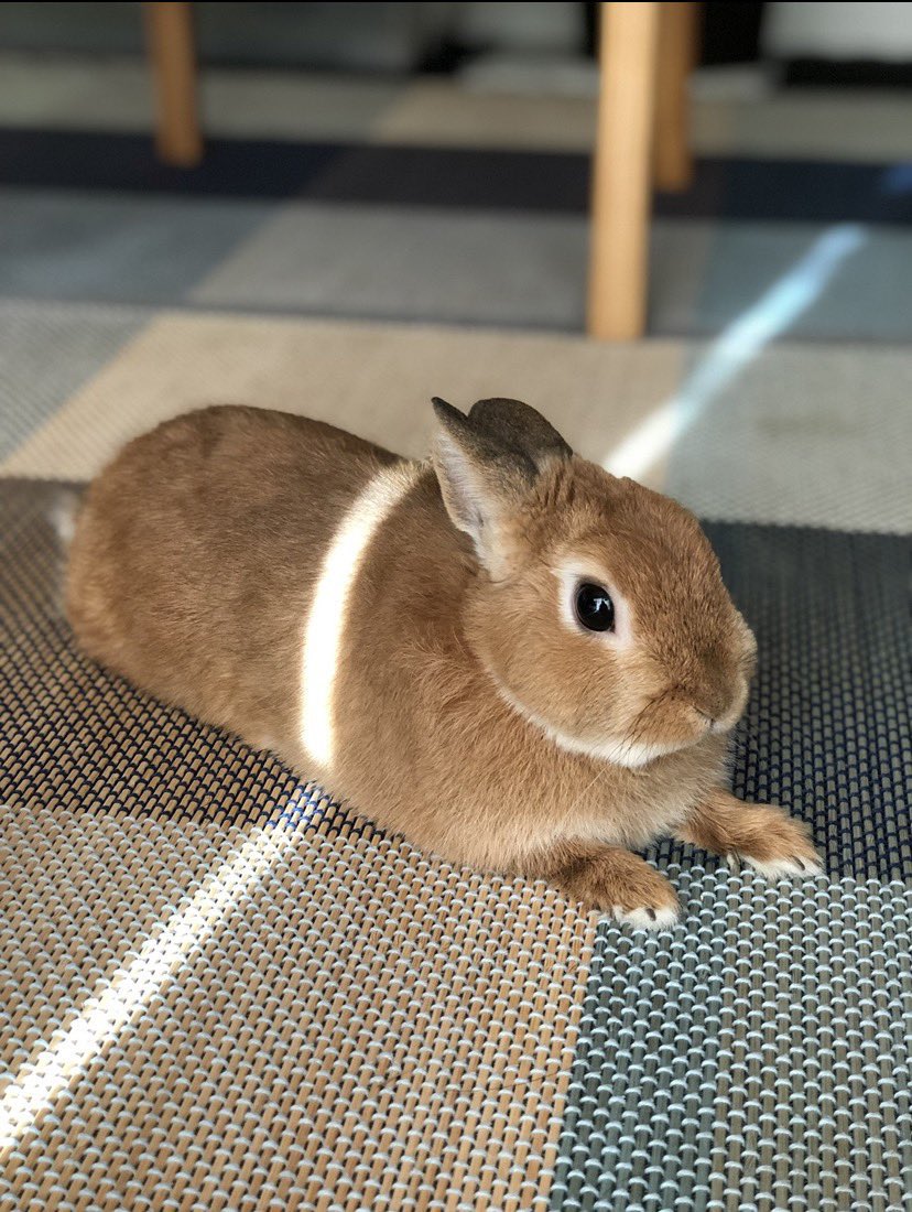 Why you should have a rabbit tweet media