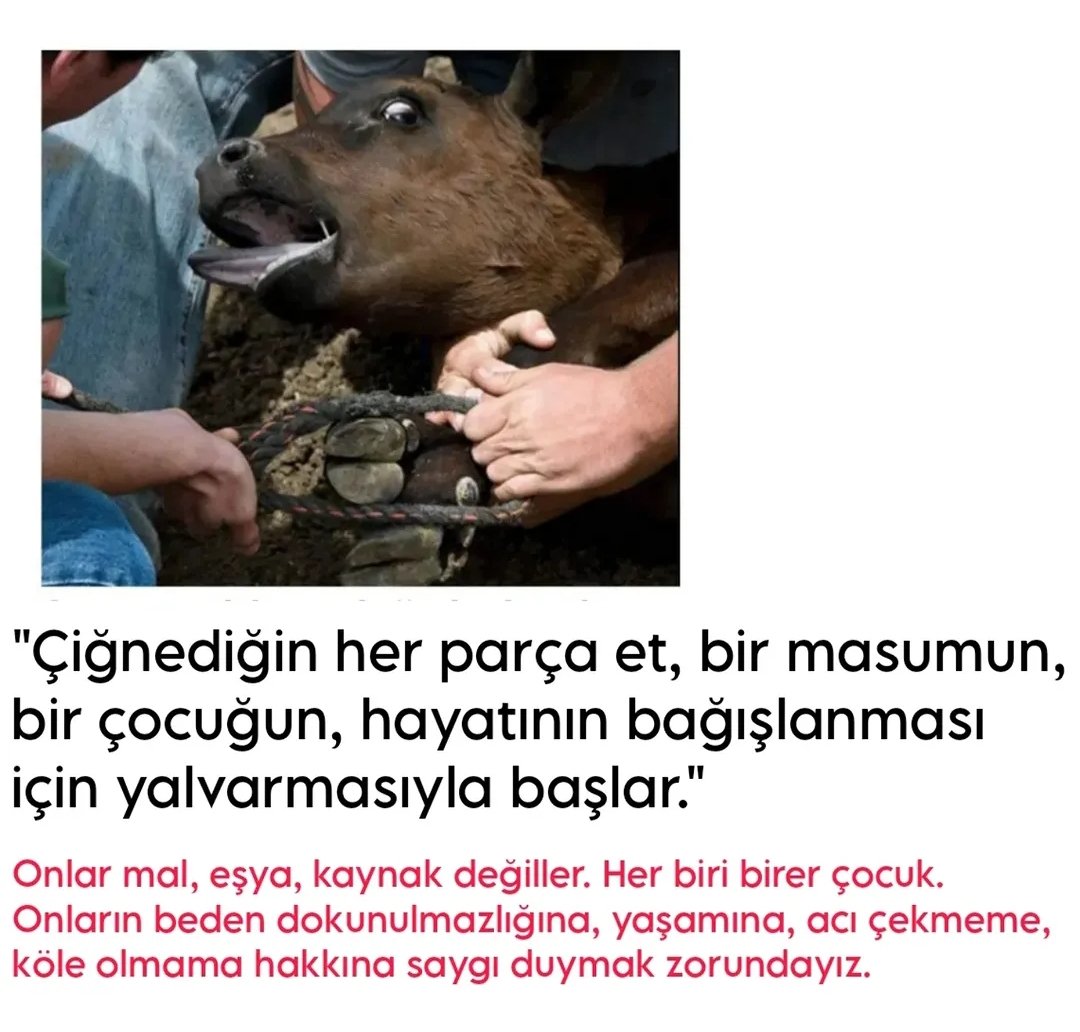 Vegan Uyanış tweet media