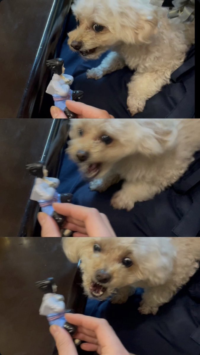 愛猫 tweet media