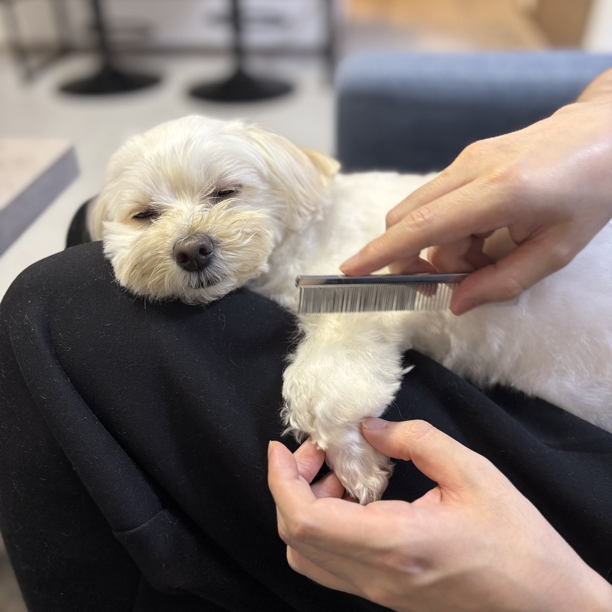 lunatokurasu's tweet photo. パパの膝で毛づくろいしてもらうのが至福の時間らしい🐶💭
#いぬのきもち #犬好きさんと繋がりたい #maltipoo https://t.co/xewJDXkE9r
