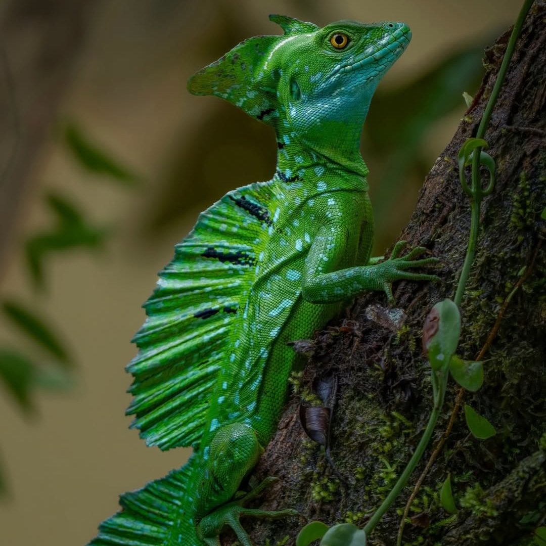 Nature is Amazing ☘️ tweet media