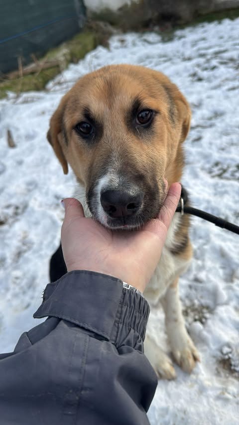 Pawprints to Freedom Rescue🐾 tweet media