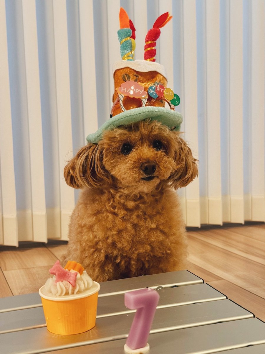 ハッピーバースデーイッヌ🐶 7歳おめでとうワン🎂🎉