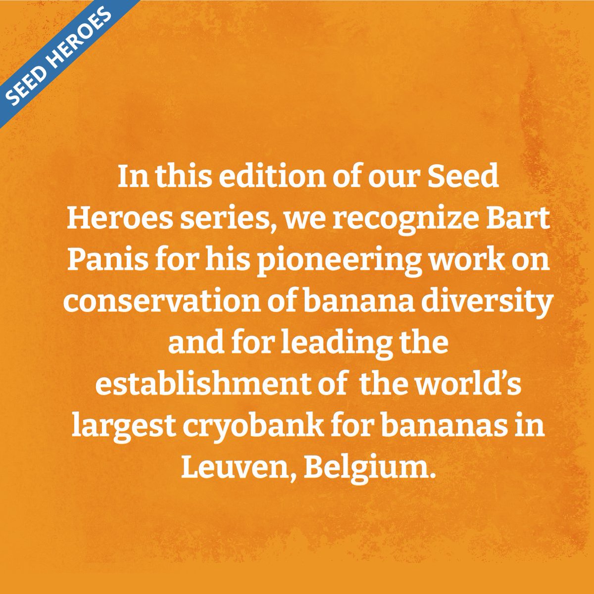 CropTrust's tweet photo. Meet our latest Seed Hero: Dr Bart Panis, genebank manager for the world's biggest banana collection 🍌

This #BiodiversityDay, we celebrate his work in developing breakthrough cryopreservation techniques now used globally. 

Read more about his journey: https://t.co/wgMEQTN8Yi https://t.co/HzSMtSm1Kd