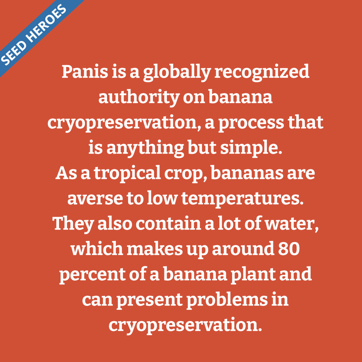 CropTrust's tweet photo. Meet our latest Seed Hero: Dr Bart Panis, genebank manager for the world's biggest banana collection 🍌

This #BiodiversityDay, we celebrate his work in developing breakthrough cryopreservation techniques now used globally. 

Read more about his journey: https://t.co/wgMEQTN8Yi https://t.co/HzSMtSm1Kd