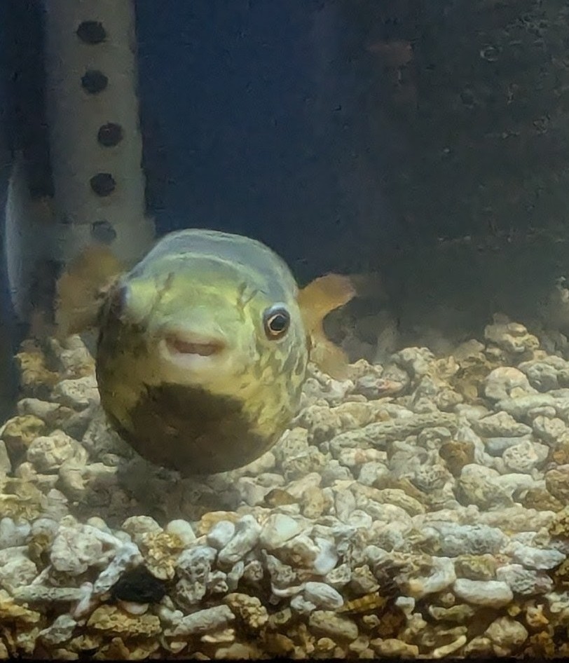 しるく🐡のお世話係その2 tweet media