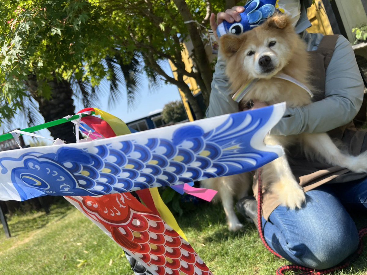 roukenhome9989's tweet photo. 【老犬ホーム】九十九里パーク！5月のイベントは鯉のぼり♪皆んなで一緒に楽しもう😆
https://t.co/gNW1HULCks
#老犬介護　#高齢犬　#長期お預かり　#成犬　#ロウケンズ応援団　#犬好きさんと繋がりたい  #秘密結社老犬倶楽部　#千葉　#海　#夜鳴き　#芝生　#ドックラン　#MIX犬　#柴犬　#生涯お預かり https://t.co/5PKd38oigM