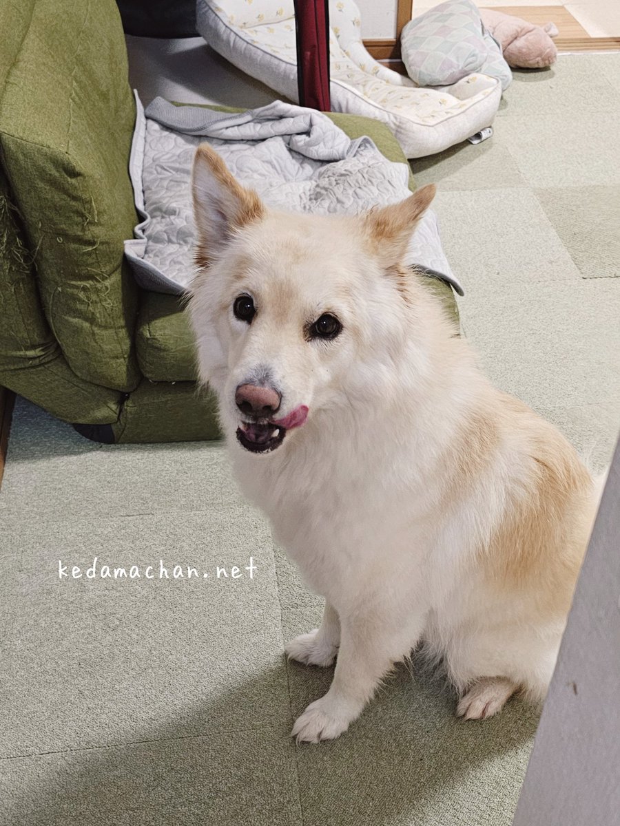 雑種犬つるちゃん🐶と猫🐱🐱 tweet media