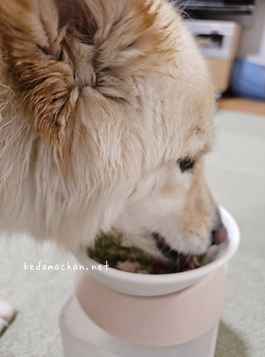 雑種犬つるちゃん🐶と猫🐱🐱 tweet media