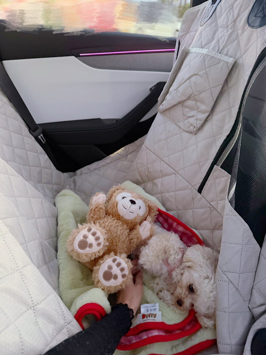 cha♡🚗🐶 tweet media