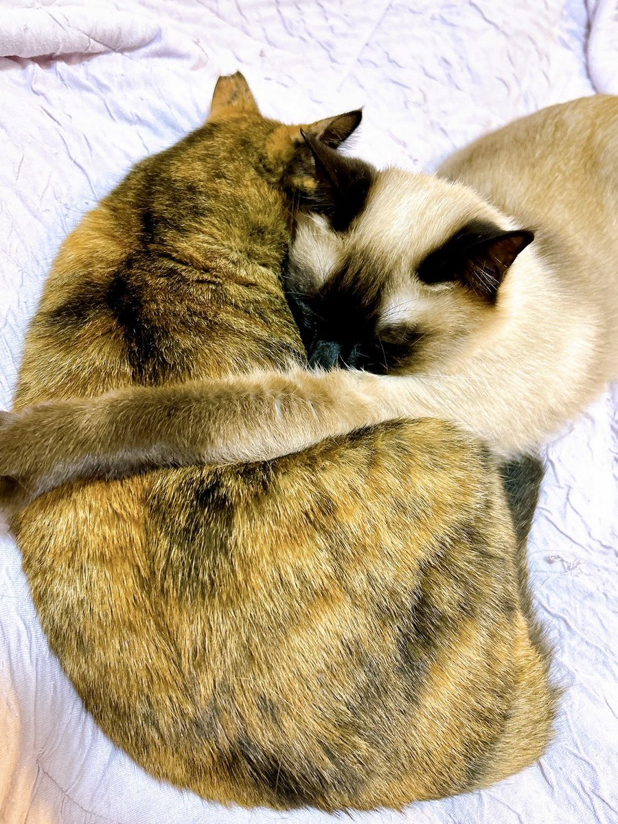 サビ猫サラミ&シャム猫ナッツ (@sarami_0724) / Posts / X