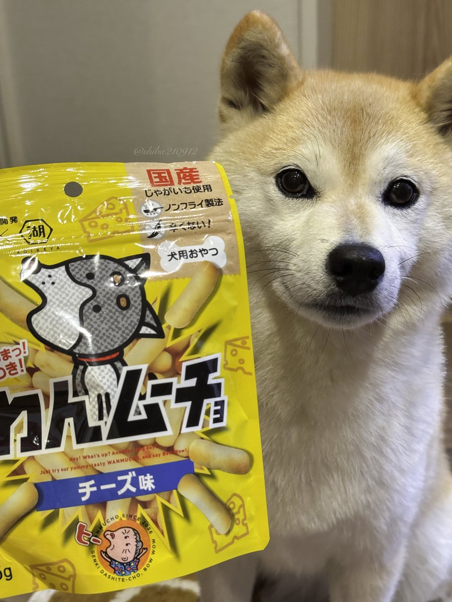 柴犬もも (@shiba210912) / Posts / X