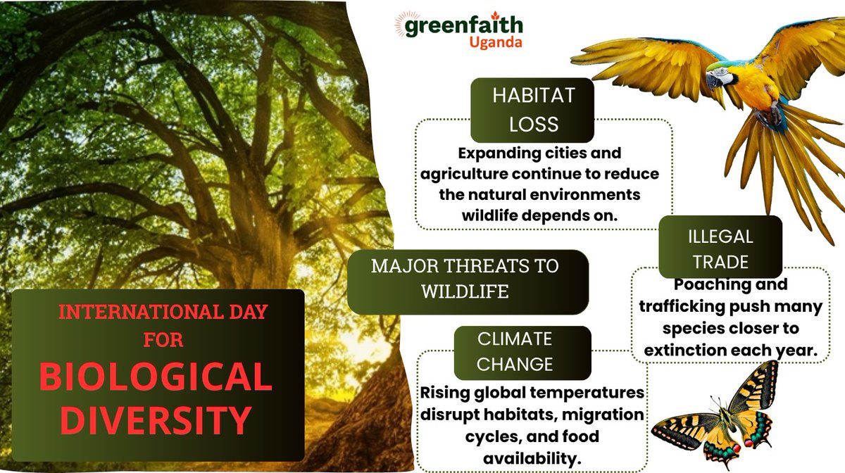 GreenfaithUg's tweet photo. Biodiversity is God's tapestry of life.
On this #BiologocalBiodiversityDay, we remember that faith calls us to protect, not exploit.
As Genesis 2:15 says: "The Lord God took the man and put him in the Garden of Eden to work it and take care of it."
Let's act. #FaithsForClimate https://t.co/7IrgFKKbxF