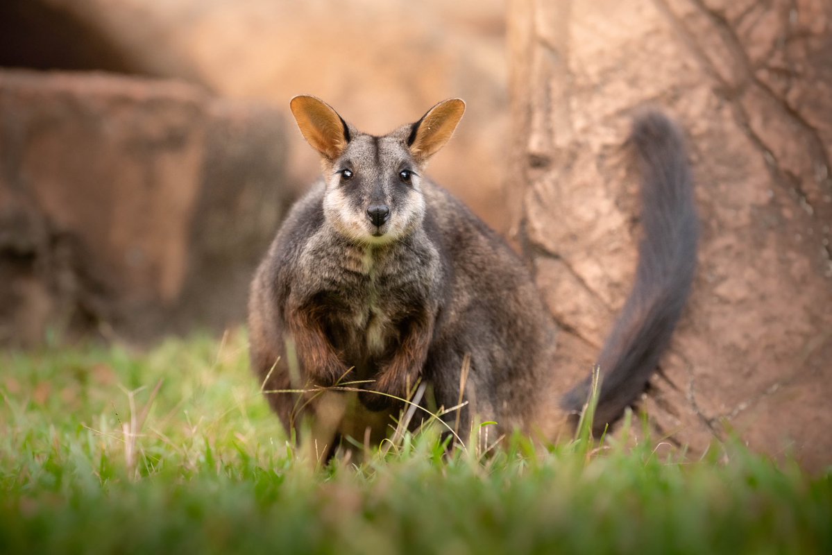 Australia Zoo tweet media