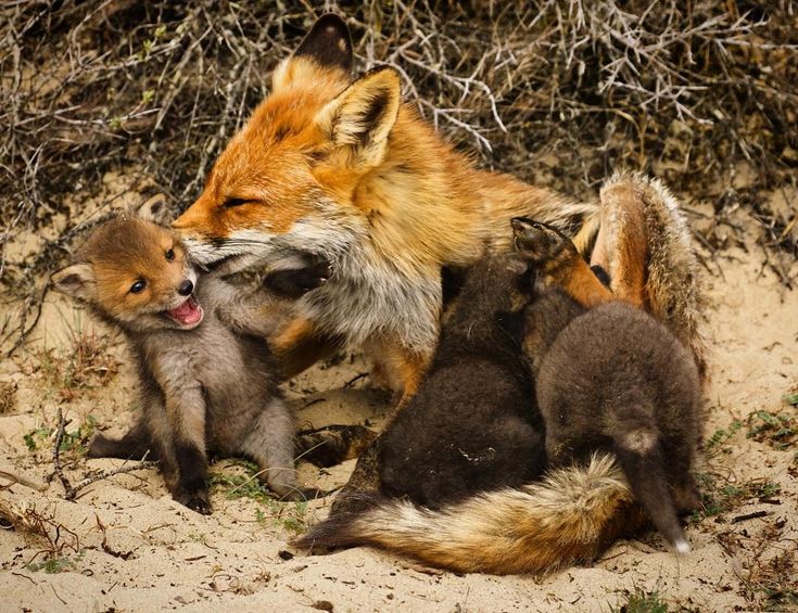 AnimalLove_22's tweet photo. Mommmmmmmm https://t.co/gy97awZXzz