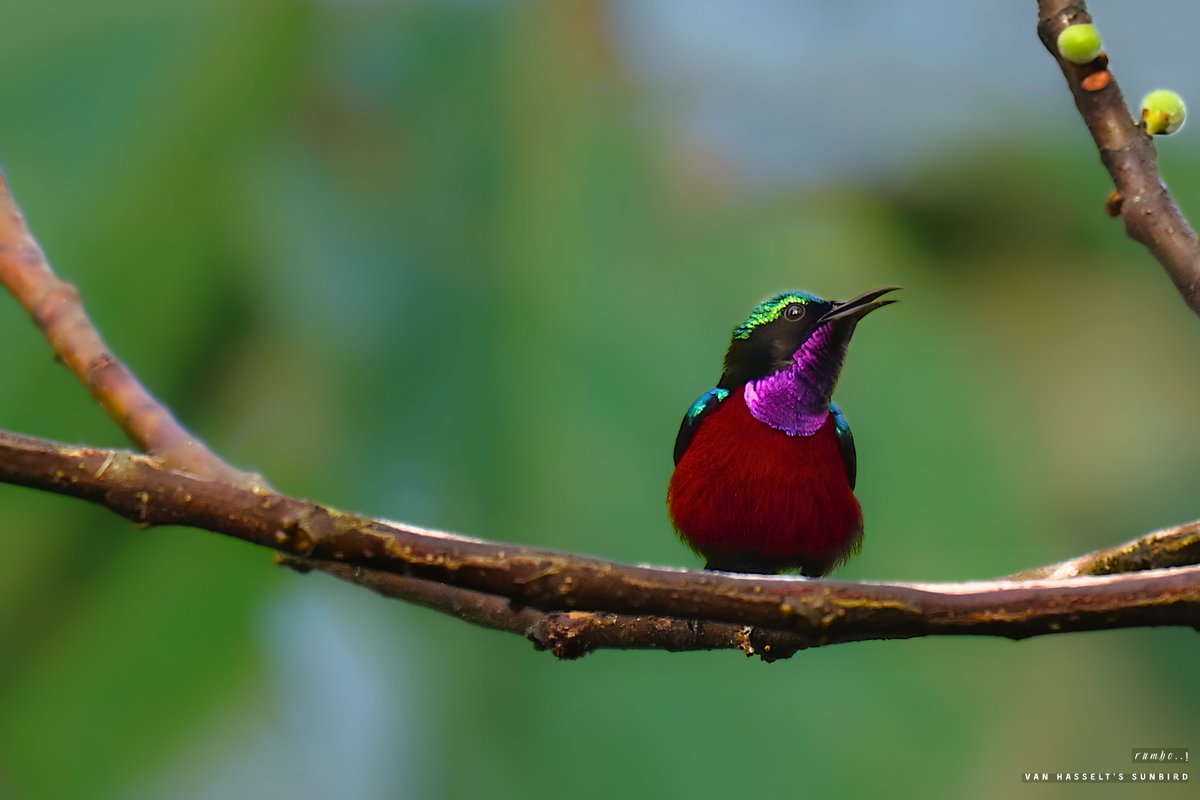 rrRumbo's tweet photo. Rare Van Hasselt’s Sunbird (Leptocoma brasiliana)
....from #Dosdewa Forest.

Processed two ways to highlight its incredible iridescence.

Left = warm and fiesty
Right = cool and natural 

Birders & photographers — which  do you prefer? Vote below!

#NotMadeWithAI
@Team_eBird @IndiAves @Avibase @BirdWatchDaily @WildlifeMag @Natures_Voice @wildlifeInd @bbcwildlifemag @NatGeoIndia @ThePhotoHour @NikonIndia @indian_pitta @AudubonSociety @NatGeo @birdsoftheworld @passivelyactive @NatureIn_Focus @WeNaturalists @WM_POTD @pnkjshm @moefcc #BirdsSeenIn2026 #BirdTwitter @BNHSIndia #IndiAves #Birb #ThePhotoHour #BBCWildlifePOTD #birds #birding #Nikon #FeatheredFriends #loadin4K