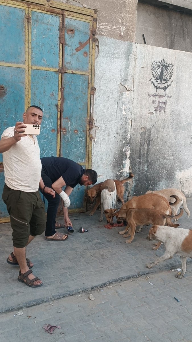 🐾Animal lover Gaza🇵🇸 tweet media