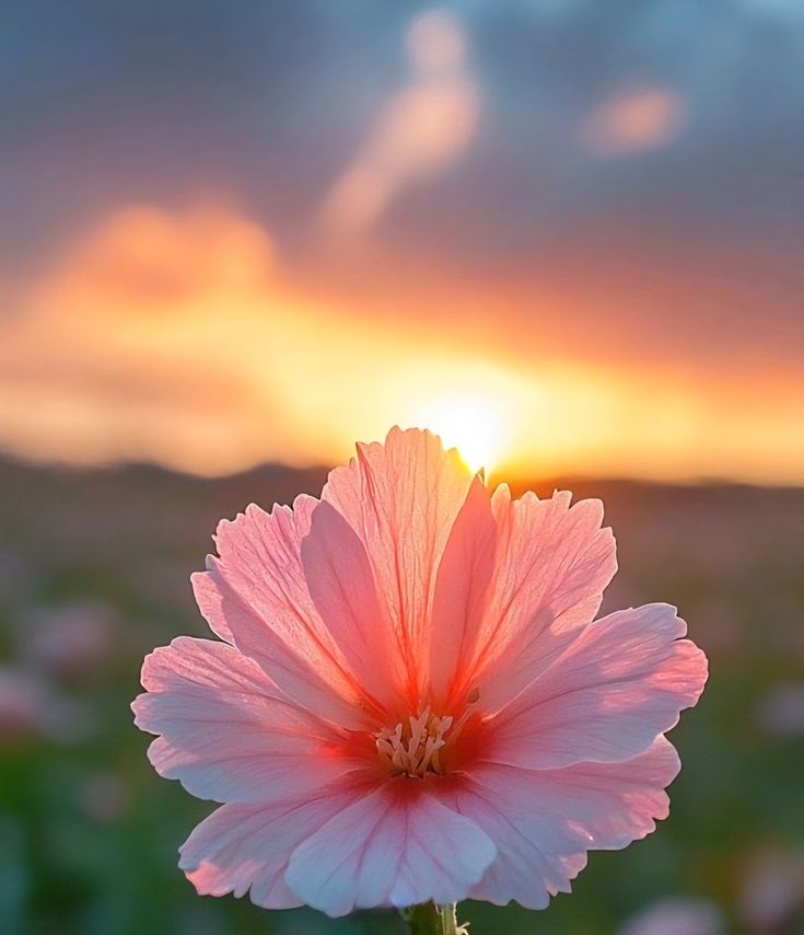Flower Collection 🌹💐 tweet media