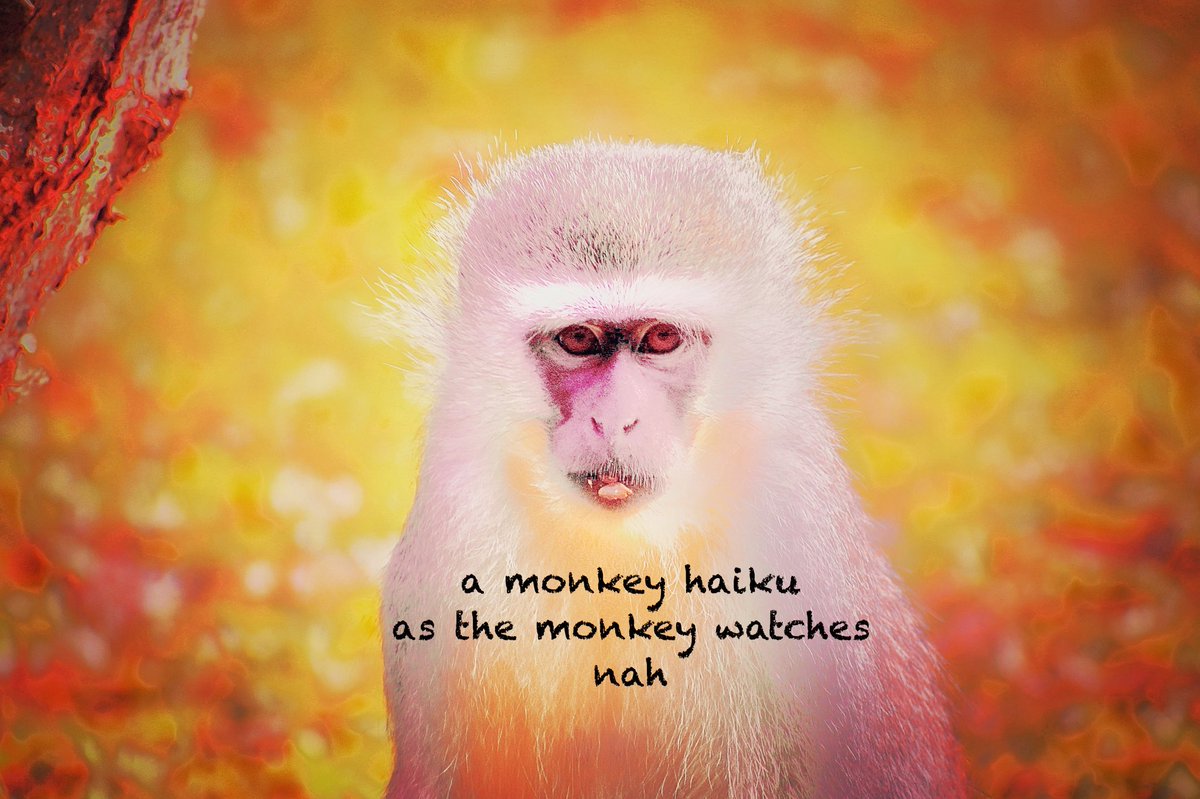 vbvlach's tweet photo. #haiku #Haiga #poetrycommunity #naturephotography #visualpoetry

a monkey haiku
as the monkey watches
nah https://t.co/MuyGR67ClF