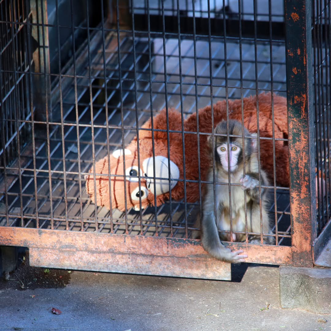 Punch_on_sol's tweet photo. before the world knew his name.

Punch. Oran-Mama. a cage. and the quiet decision to hold on. https://t.co/KClIuNXlJJ